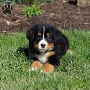 Jewel, Bernese Mountain Dog Puppy